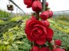 Chaenomeles speciosa SCARLET STORM ® - Pompás japánbirs