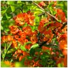 Chaenomeles superba ORANGE TRAIL - Narancssárga virágú japánbirs