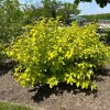 Cornus alba NEON BURST ® - Fehér som