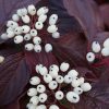 Cornus alba SIBERIAN PEARLS - Fehér som (piros vesszős)