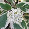 Cornus alba SIBIRICA VARIEGATA - Fehértarka som