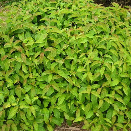 Cornus stolonifera KELSEYI - Selymes som