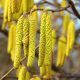 Corylus avellana - Európai mogyoró