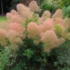 Cotinus coggygria -  Cserszömörce