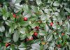 Cotoneaster  BELLA - Talajtakaró piros bogyós madárbirs