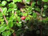 Cotoneaster cochleatus - Madárbirs