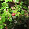 Cotoneaster congestus - Havasi madárbirs