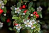 Cotoneaster dammeri - Szőnyegmadárbirs