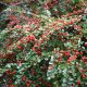 Cotoneaster dammeri MAJOR - Nagylevelű madárbirs