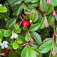 Cotoneaster dammeri SCHOON - Talajtakaró madárbirs