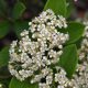 Cotoneaster lacteus - Tejfehér virágú madárbirs