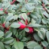 Cotoneaster procumbens QUEEN OF CARPET - Magas törzsű, csüngő madárbirs