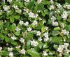 Cotoneaster procumbens STREIB'S FINDLING - Kúszó madárbirs