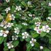 Cotoneaster radicans EICHHOLZ - Kúszó madárbirs