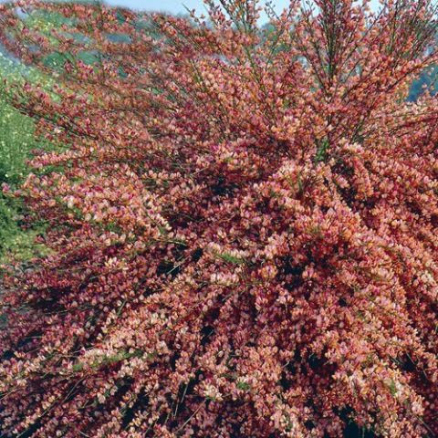 Cytisus FRISIA - Zanót