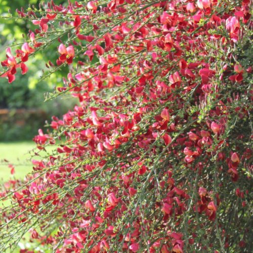 Cytisus RED FAVOURITE - Zanót