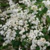 Deutzia crenata DIPPON - Gyöngyvirágcserje