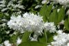 Deutzia crenata DIPPON - Gyöngyvirágcserje