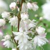 Deutzia crenata PRIDE OF ROCHESTER - Gyöngyvirágcserje