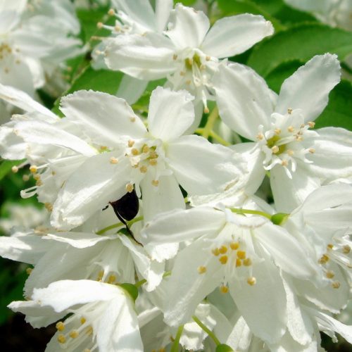 Deutzia gracilis - Kecses gyöngyvirágcserje