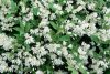 Deutzia gracilis - Kecses gyöngyvirágcserje