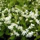 Deutzia gracilis NIKKO - Törpe gyöngyvirágcserje