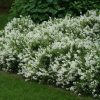 Deutzia gracilis NIKKO - Törpe gyöngyvirágcserje