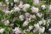 Deutzia x hybrida MONT ROSE - Érdeslevelű gyöngyvirágcserje