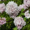 Deutzia x hybrida PINK POM-POM - Gyöngyvirágcserje