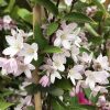 Deutzia x kalmiiflora - Kálmiavirágú gyöngyvirágcserje