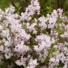 Deutzia x kalmiiflora - Kálmiavirágú gyöngyvirágcserje