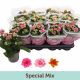 Kalanchoe Special Mix 9 cs