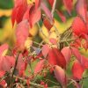 Euonymus fortunei DART'S BLANKET - Kúszó kecskerágó