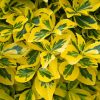 Euonymus fortunei EMERALD'N GOLD - Aranytarka kúszó kecskerágó