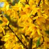 Forsythia x intermedia 'LYNWOOD' - Lynwood aranycserje (helytelenül: aranyeső, aranyvessző)