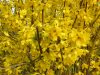 Forsythia x intermedia LYNWOOD - Aranycserje (helytelenül: aranyeső, aranyvessző)