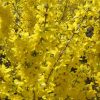 Forsythia x intermedia MIKADOR ® - Aranycserje