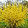 Forsythia x intermedia MIKADOR ® - Aranycserje