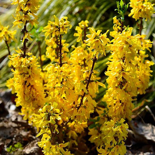 Forsythia x intermedia MINIGOLD - Törpe aranycserje