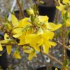 Forsythia x intermedia WEEK-END ® - Aranycserje