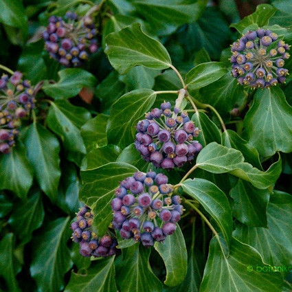 Hedera hibernica - Ír borostyán