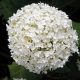 Hydrangea arborescens ANNABELLE - Fehér gömb virágú cserjés hortenzia