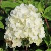 Hydrangea paniculata BOBO® - Fehér bugás hortenzia