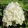 Hydrangea paniculata BOBO® - Fehér bugás hortenzia