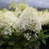 Hydrangea paniculata BOBO® - Fehér bugás hortenzia