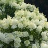 Hydrangea paniculata BOBO® - Fehér bugás hortenzia