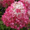 Hydrangea paniculata DIAMANT ROUGE ® - Bugás hortenzia