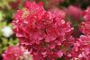 Hydrangea paniculata DIAMANT ROUGE ® - Bugás hortenzia