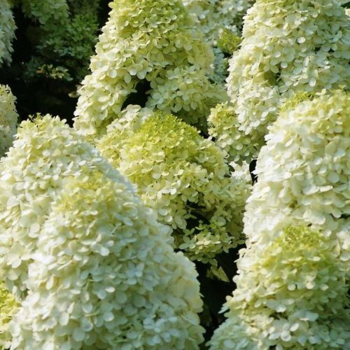 Hydrangea paniculata LIMELIGHT ® - Fehér bugás hortenzia