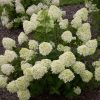 Hydrangea paniculata LIMELIGHT ® - Fehér bugás hortenzia